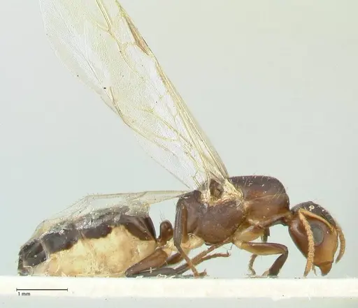 Camponotus reticulatus specimen FOCOL2283 image focol2283_4