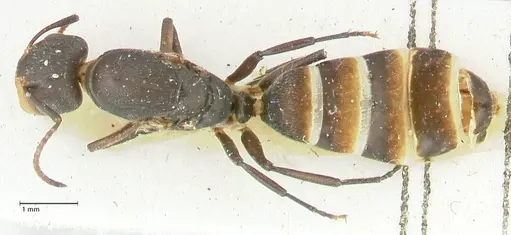 Camponotus reticulatus specimen FOCOL2284 image focol2284_1