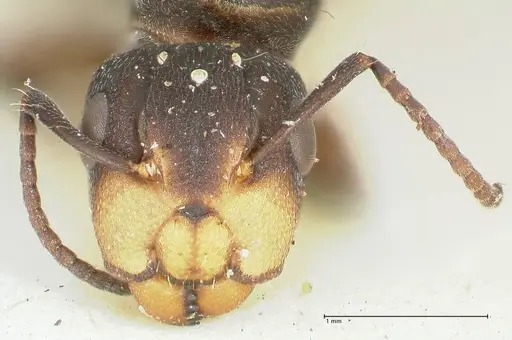 Camponotus reticulatus specimen FOCOL2284 image focol2284_2