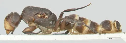 Camponotus reticulatus specimen FOCOL2284 image focol2284_3