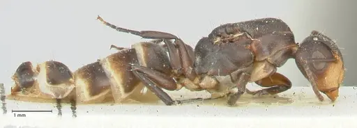 Camponotus reticulatus specimen FOCOL2284 image focol2284_4