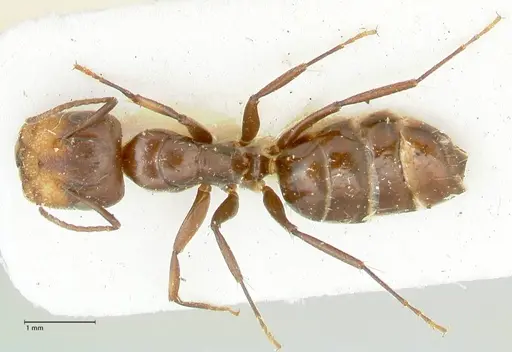 Camponotus reticulatus specimen FOCOL2285 image focol2285_1