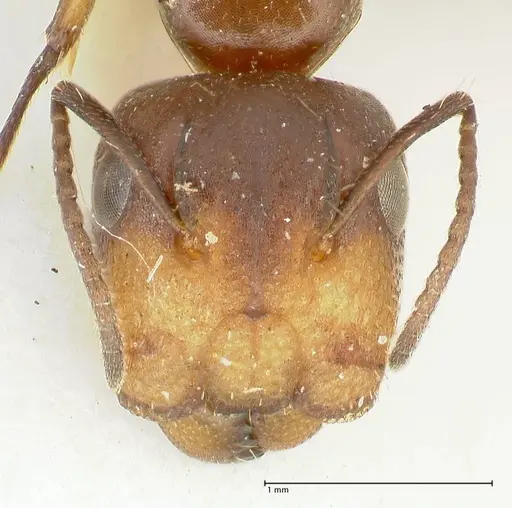 Camponotus reticulatus specimen FOCOL2285 image focol2285_2