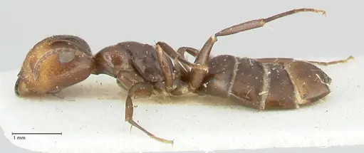 Camponotus reticulatus specimen FOCOL2285 image focol2285_3