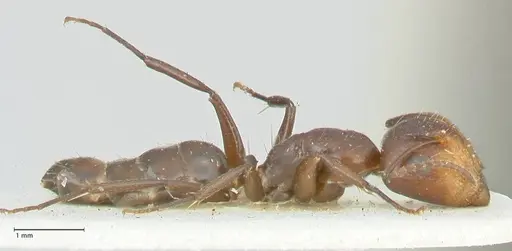 Camponotus reticulatus specimen FOCOL2285 image focol2285_4