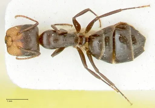 Camponotus reticulatus specimen FOCOL2286 image focol2286_1