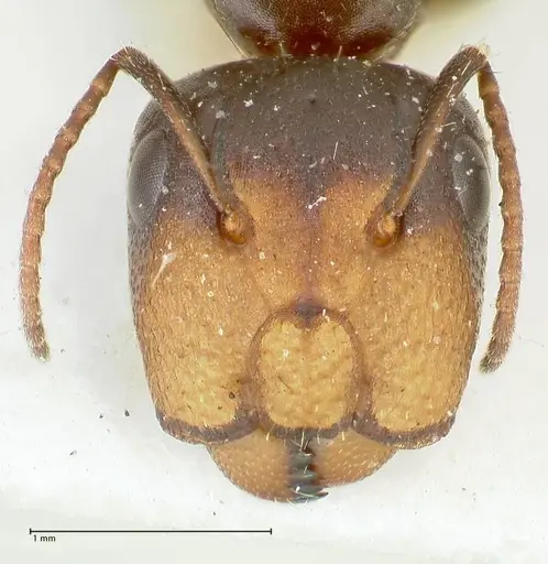 Camponotus reticulatus specimen FOCOL2286 image focol2286_2