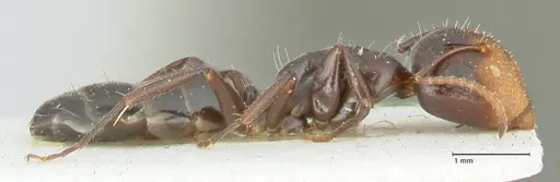 Camponotus reticulatus specimen FOCOL2286 image focol2286_4