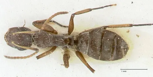 Camponotus reticulatus specimen FOCOL2287 image focol2287_1