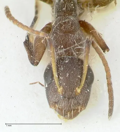 Camponotus reticulatus specimen FOCOL2287 image focol2287_2