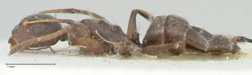 Camponotus reticulatus specimen FOCOL2287 image focol2287_3
