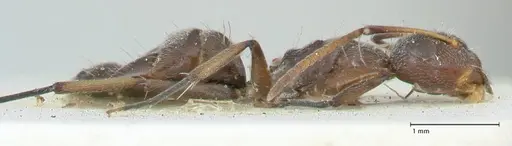 Camponotus reticulatus specimen FOCOL2287 image focol2287_4