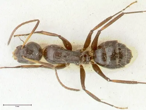 Camponotus reticulatus specimen FOCOL2288 image focol2288_1