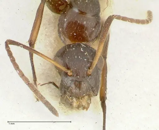 Camponotus reticulatus specimen FOCOL2288 image focol2288_2
