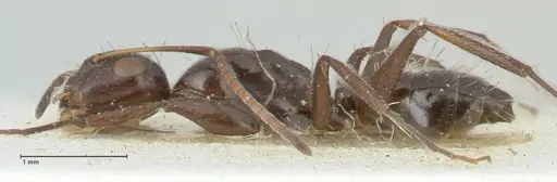 Camponotus reticulatus specimen FOCOL2288 image focol2288_3