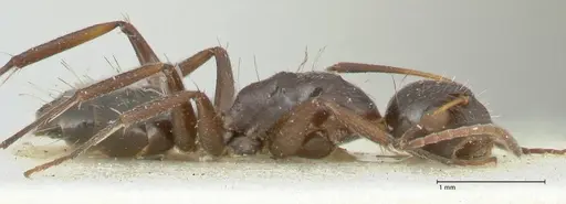 Camponotus reticulatus specimen FOCOL2288 image focol2288_4