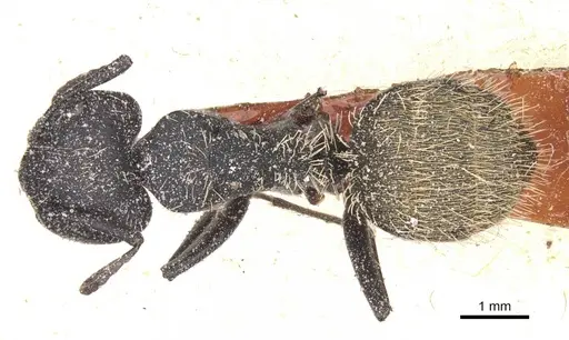 Camponotus rhamses specimen CASENT0911854 image casent0911854_1