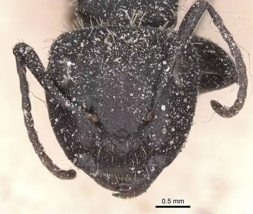 Camponotus rhamses specimen CASENT0911854 image casent0911854_2