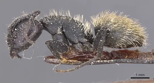 Camponotus rhamses specimen CASENT0911854 image casent0911854_3