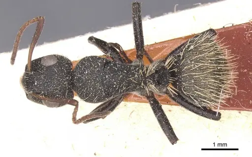 Camponotus rhamses specimen CASENT0911855 image casent0911855_1