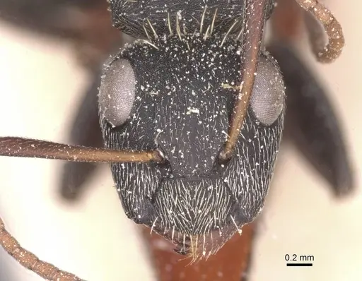 Camponotus rhamses specimen CASENT0911855 image casent0911855_2