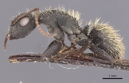 Camponotus rhamses specimen CASENT0911855 image casent0911855_3