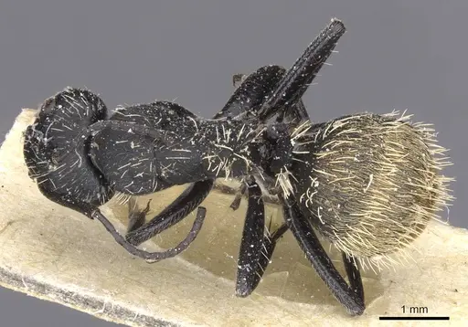 Camponotus rhamses specimen CASENT0911856 image casent0911856_1