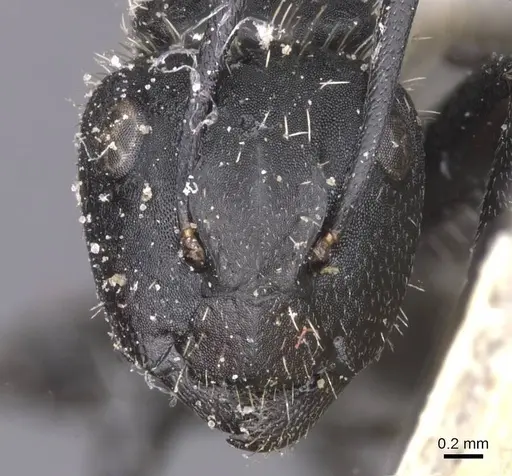 Camponotus rhamses specimen CASENT0911856 image casent0911856_2
