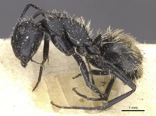 Camponotus rhamses specimen CASENT0911856 image casent0911856_3