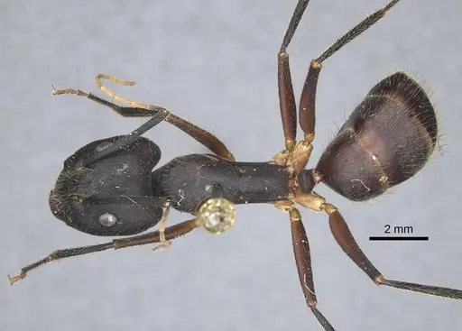 Camponotus riedeli specimen CASENT0917222 image casent0917222_1