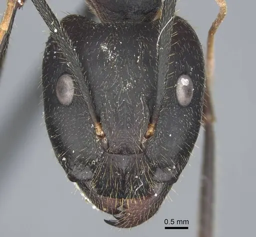 Camponotus riedeli specimen CASENT0917222 image casent0917222_2