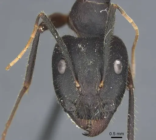 Camponotus riedeli specimen CASENT0917222 image casent0917222_3