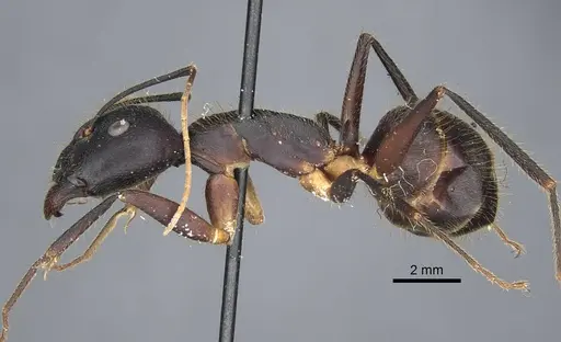 Camponotus riedeli specimen CASENT0917222 image casent0917222_4