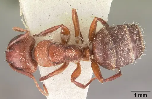 Camponotus robecchii specimen CASENT0102312 image casent0102312_1