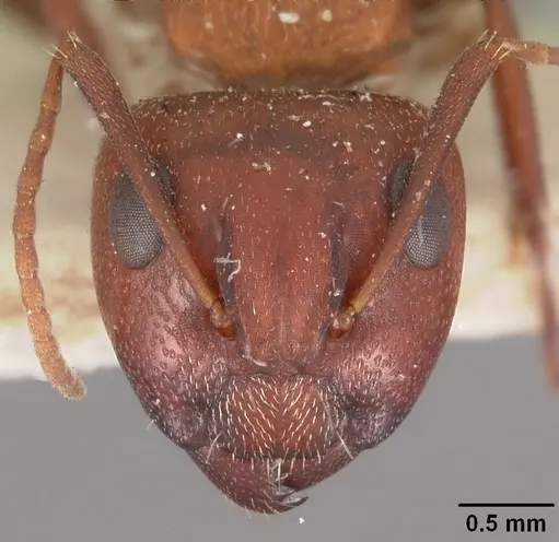 Camponotus robecchii specimen CASENT0102312 image casent0102312_2