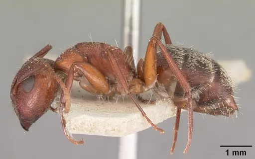 Camponotus robecchii specimen CASENT0102312 image casent0102312_3