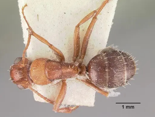 Camponotus robecchii specimen CASENT0102313 image casent0102313_1
