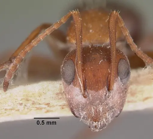 Camponotus robecchii specimen CASENT0102313 image casent0102313_2