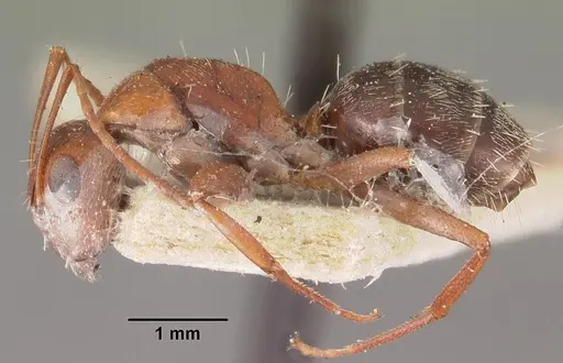 Camponotus robecchii specimen CASENT0102313 image casent0102313_3