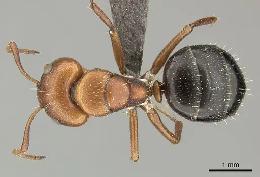 Camponotus robecchii specimen CASENT0235842 image casent0235842_1