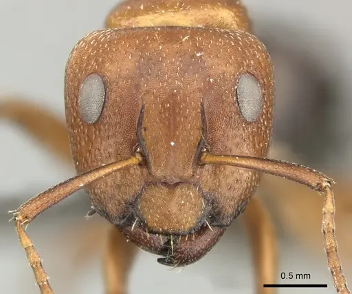 Camponotus robecchii specimen CASENT0235842 image casent0235842_2