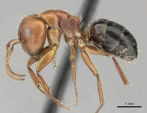 Camponotus robecchii specimen CASENT0235842 image casent0235842_3
