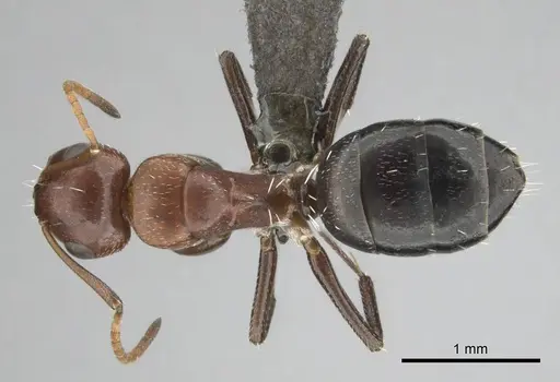 Camponotus robecchii specimen CASENT0255698 image casent0255698_1