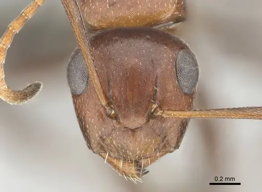 Camponotus robecchii specimen CASENT0255698 image casent0255698_2