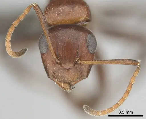 Camponotus robecchii specimen CASENT0255698 image casent0255698_3