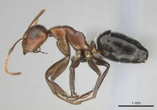 Camponotus robecchii specimen CASENT0255698 image casent0255698_4