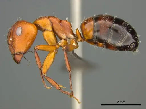 Camponotus robecchii specimen CASENT0257620 image casent0257620_1