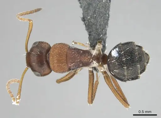 Camponotus robecchii specimen CASENT0814446 image casent0814446_1