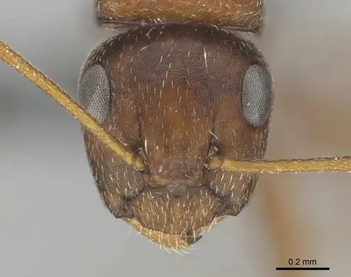 Camponotus robecchii specimen CASENT0814446 image casent0814446_2