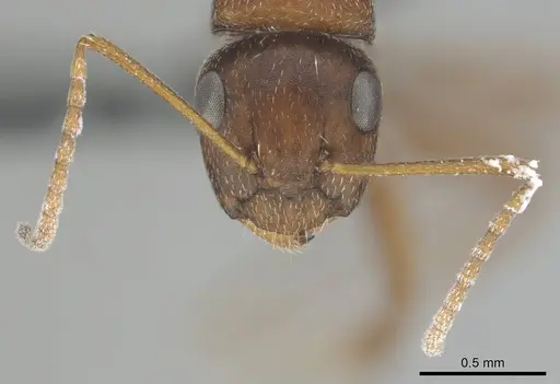 Camponotus robecchii specimen CASENT0814446 image casent0814446_3